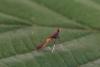 Caloptilia sp.